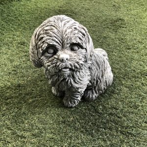 Small Shitzu