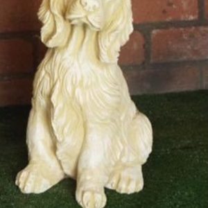Springer Spaniel yellow